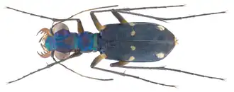 Description de cette image, également commentée ci-après