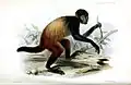 C. melanocephalus