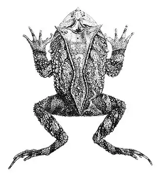 Description de l'image Proceratophrys appendiculata (2).jpg.