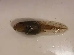 Proceratophrys boiei