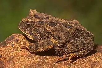 Description de l'image Proceratophrys brauni.jpg.