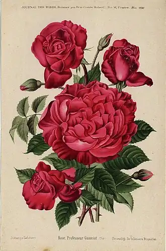 Image illustrative de l’article Professeur Ganiviat