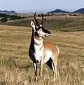 Pronghorn.