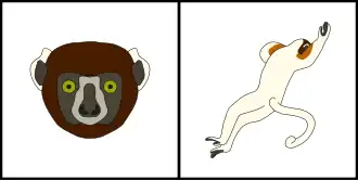 Schéma montrant la coloration typique du pelage de la tête (gauche) et du corps (droite) d'un Sifaka couronné.