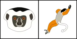 Schéma montrant la coloration typique du pelage de la tête (gauche) et du corps (droite) d'un Sifaka à diadème.