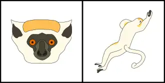 Schéma montrant la coloration typique du pelage de la tête (gauche) et du corps (droite) d'un Sifaka de Tattersall.