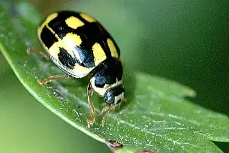Propylea quatuordecimpunctata, (Commanster, Ardennes belges)