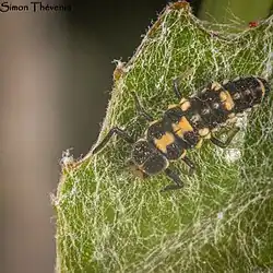 Autre pattern de la larve