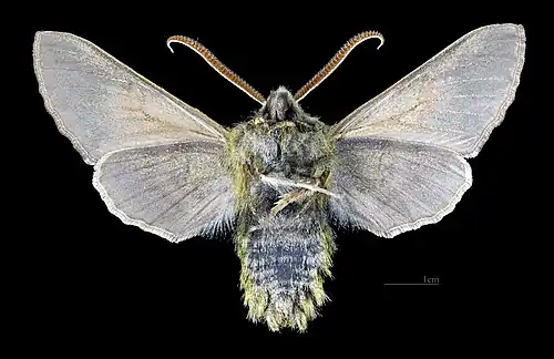 Revers du mâle (coll.MHNT)
