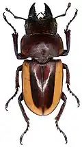 Prosopocoilus lateralis lorquini (Deyrolle, 1865).
