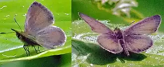 Description de cette image, également commentée ci-après