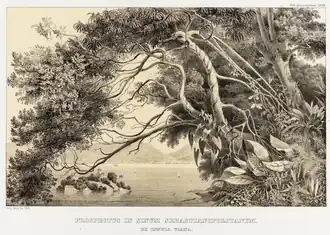 Prospectus in Sinum Sebastianopolitanum ex Insula Viana - lithographie de Carl Friedrich Philipp von Martius, d'après un dessin de Benjamin Mary