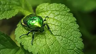 Cétoine verte (Protaetia affinis&nbsp;(en))