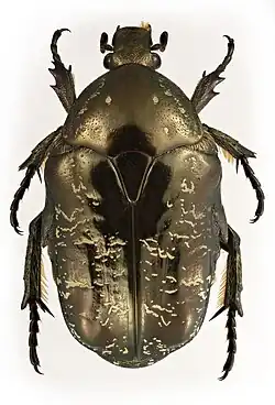 Cétoine marbrée (Protaetia marmorata&nbsp;(sv))