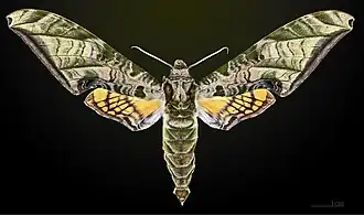 Description de cette image, également commentée ci-après