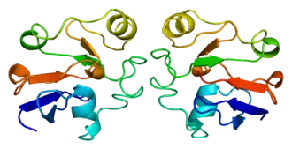 Image illustrative de l’article Adrénodoxine