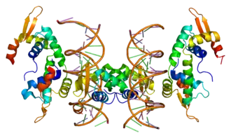 Protein FOXP2 PDB 2a07.png