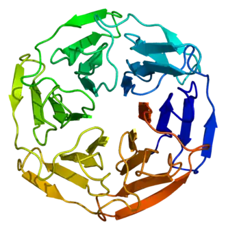 Image illustrative de l’article KEAP1
