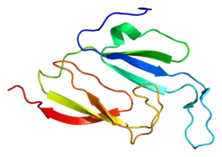 Image illustrative de l’article Protéine de voûte majeure