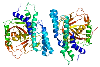 Image illustrative de l’article Poly(ADP-ribose) polymérase 1