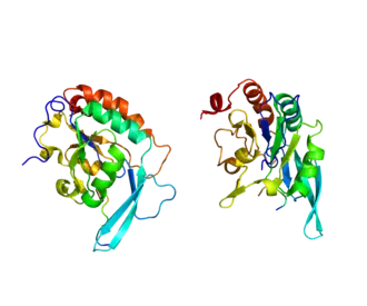 Image illustrative de l’article POLR2A