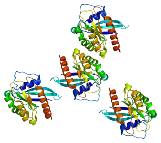 Image illustrative de l’article RAB7A