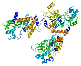 Image illustrative de l’article Sirtuine 2