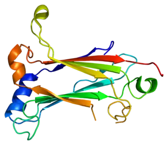 Image illustrative de l’article TRAF6