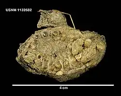 Protelpidia murrayi.