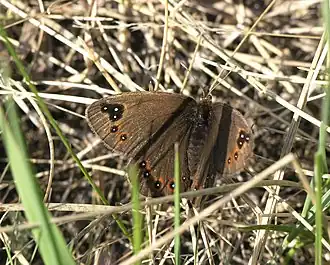 Description de l'image Proterebia afra 181014545.jpg.