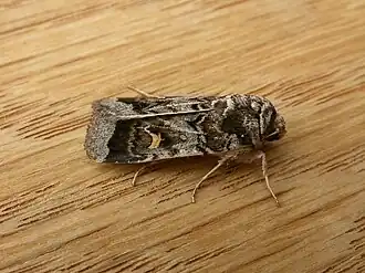 Description de cette image, également commentée ci-après