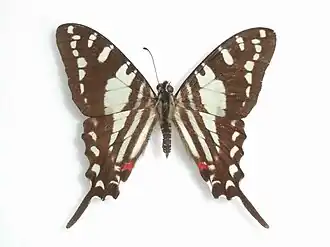 Description de l'image Protographium celadon (Lucas, 1852).JPG.