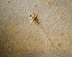 Protolindenia wittei (Protolindeniidae)