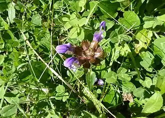 Description de cette image, également commentée ci-après