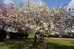 Cerisiers japonais en fleur.