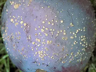 Description de cette image, également commentée ci-après