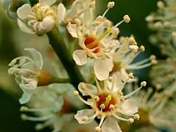 Réceptacle caliciflore de Prunus laurocerasus , en forme de coupe