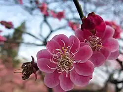 P. mume f. pleiocarpa, Jardin botanique de Hangzhou