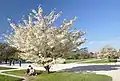 Prunus speciosa dans le Jardin des Plantes de Paris en avril 2013.