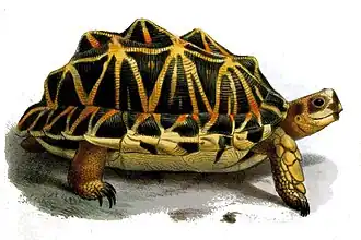 Description de l'image Psammobates tentorius.jpg.