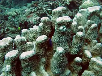 Psammocora digitata (Psammocoridae).