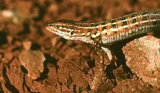 Description de l'image Psammodromus hispanicus edwarsianus (43624970374).jpg.