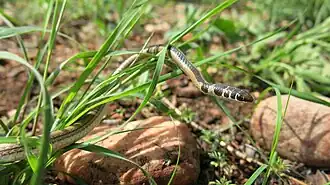 Description de l'image Psammophis angolensis.jpg.