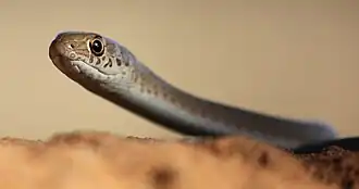 Description de l'image Psammophis brevirostris 2.jpg.