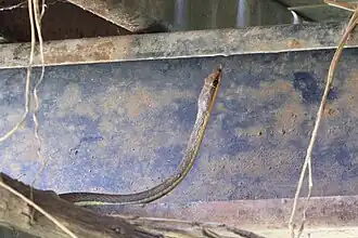 Description de l'image Psammophis jallae 328232893.jpg.