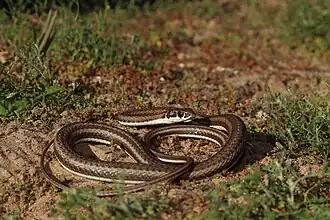 Description de l'image Psammophis notostictus 145893975.jpg.