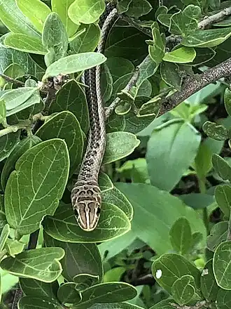 Description de l'image Psammophis sudanensis 57279207.jpg.