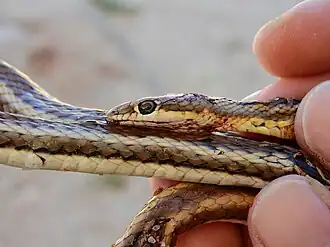 Description de l'image Psammophis trigrammus 102742434.jpg.