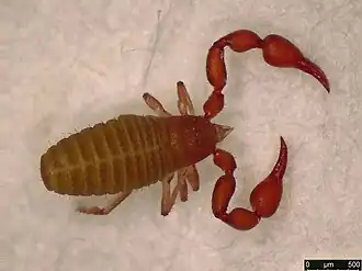 Description de l'image Pselaphochernes scorpioides (36475877021).jpg.