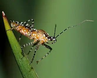 Description de l'image Pselliopus cinctus UGA1366047.jpg.